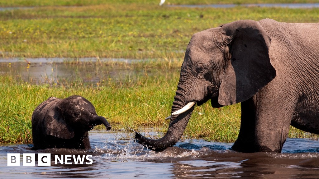 COP27: The Namibia-Botswana oil project being called a sin