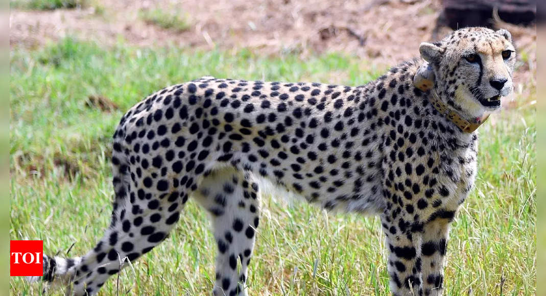 No quid pro quo with Namibia on cheetahs: Govt on ivory trade