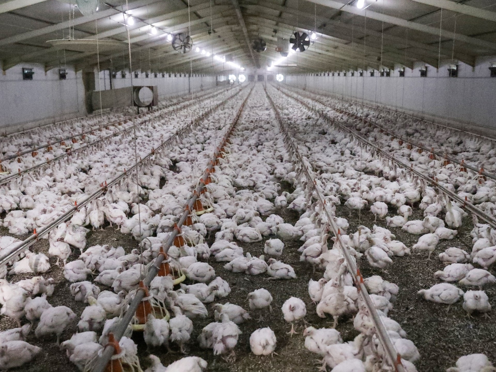 Namibia suspends poultry imports from South Africa after bird flu fears
